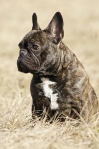 Franzoesische-Bulldogge-199x300