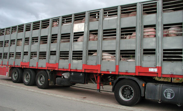 Schweinetransporter Eurogroup