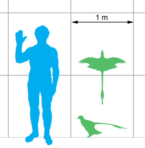 469px Microraptor scale