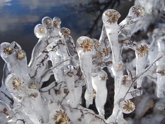 novascotia 2005.1177058460.ice flowers a