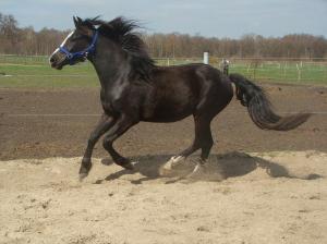 pony ein traum in schwarz