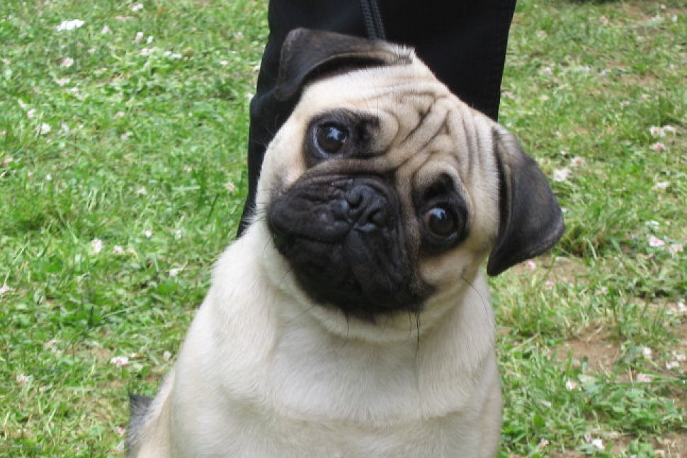 pug0607