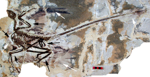 300px-Microraptor gui holotype