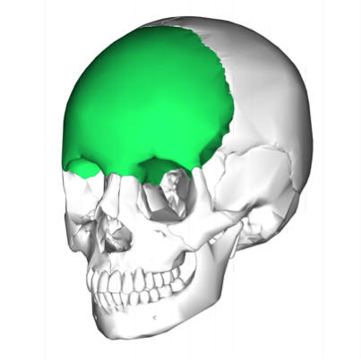 frontal bone-148A1B98D1C072AAFA7