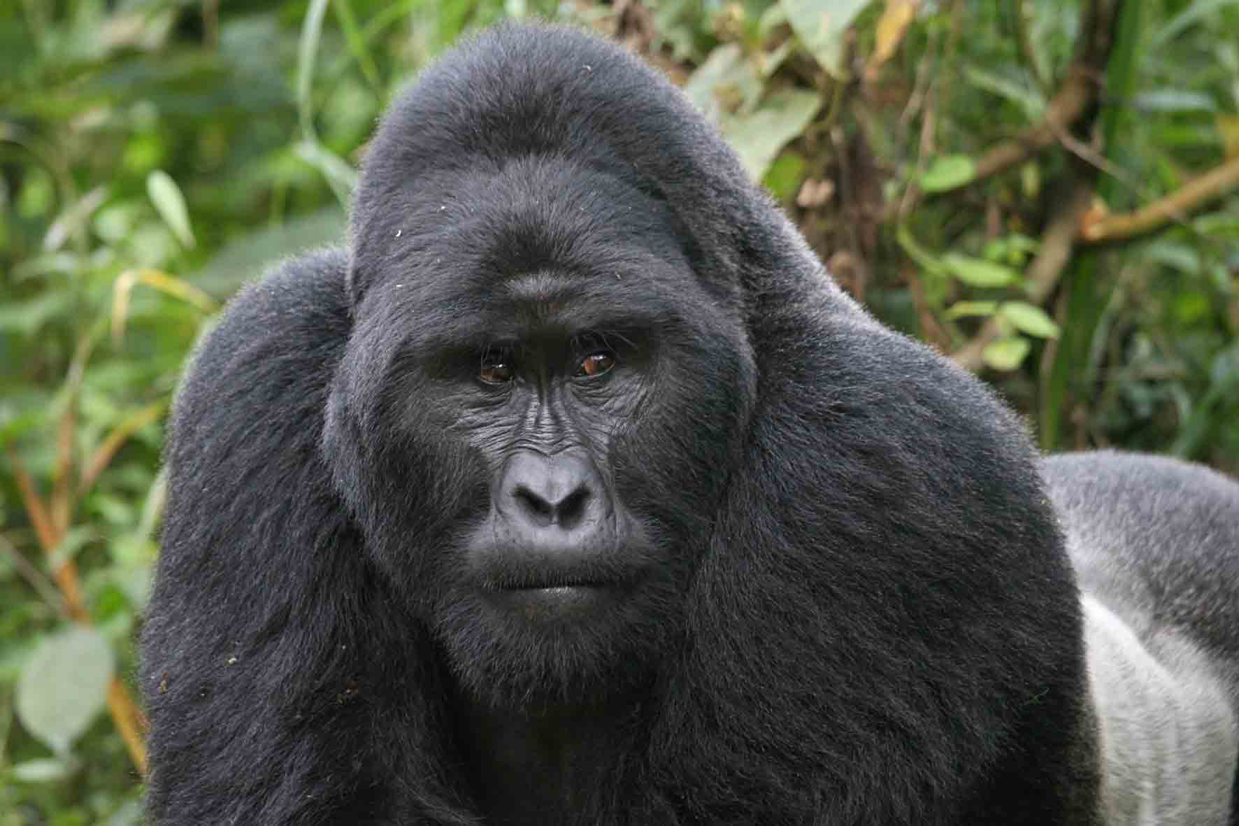 2012-08-18-GorillaSilverback6