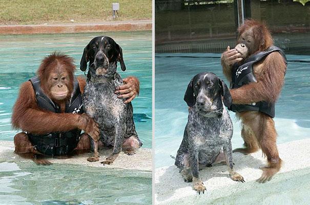 Bilder-Thread unusual-animal-friendship-13-5
