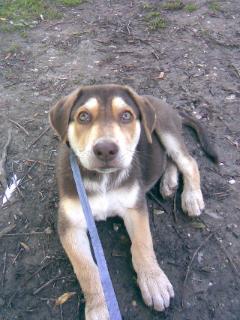 husky labrador mix