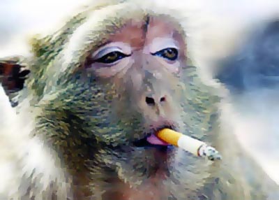 57551e67 5a9b7fdb monkey-cig1