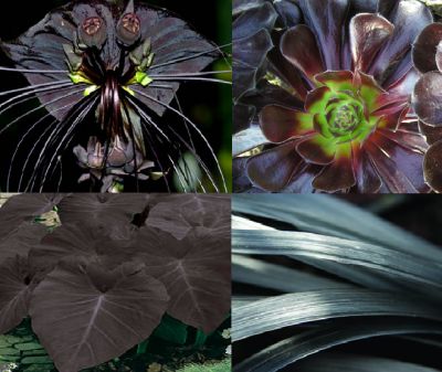 black plant montage