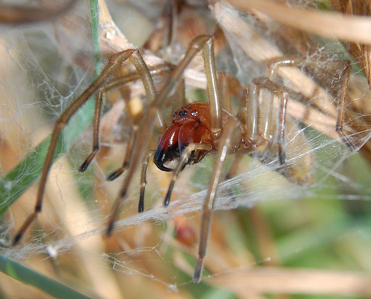 743px-Cheiracanthium punctorium 070916.j