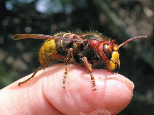 Hornisse auf FInger