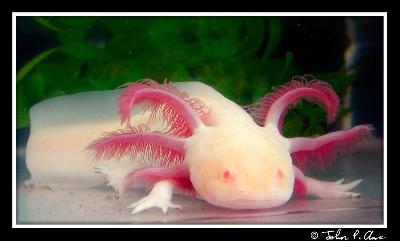 albino-salamander-axolotl-b
