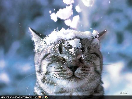 Bilder-Thread t3UfHaD spNyfh cat6