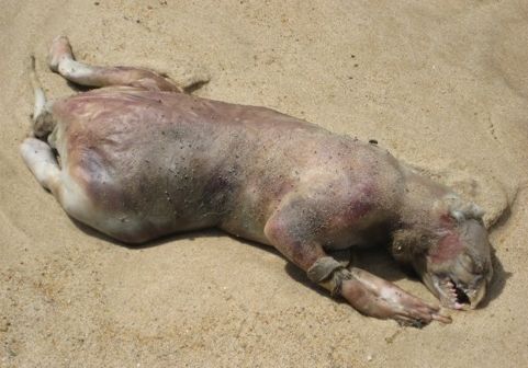 Montauk-Monster