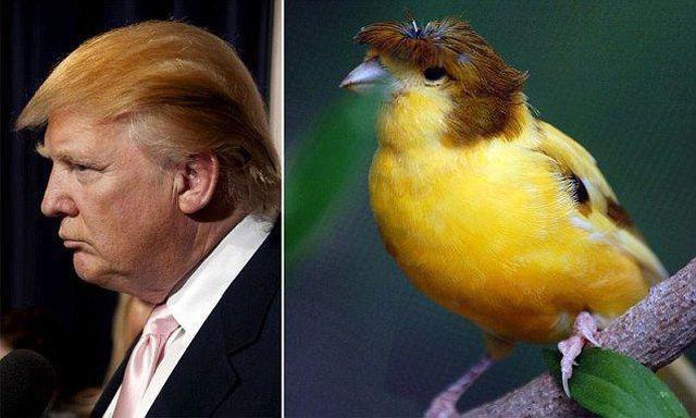 vogel-mit-der-gleichen-frisur-wie-donald