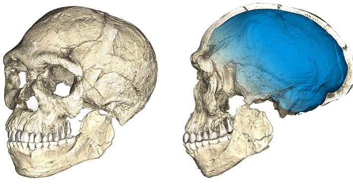 homo-sapiens-710x383