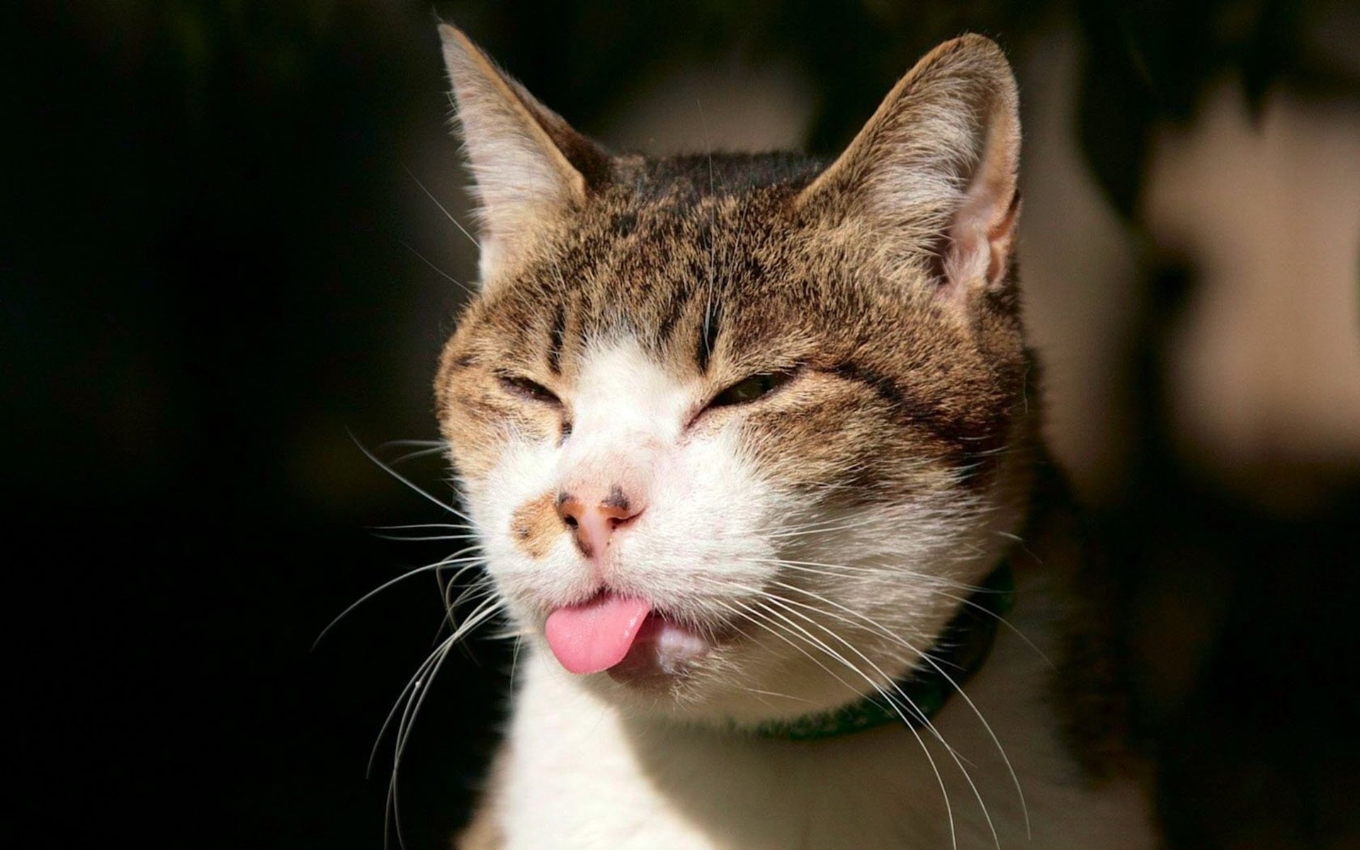 Bilder-Thread cat-with-tongue-out