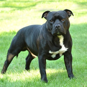 hund-american-staffordshire-terrier-st-w