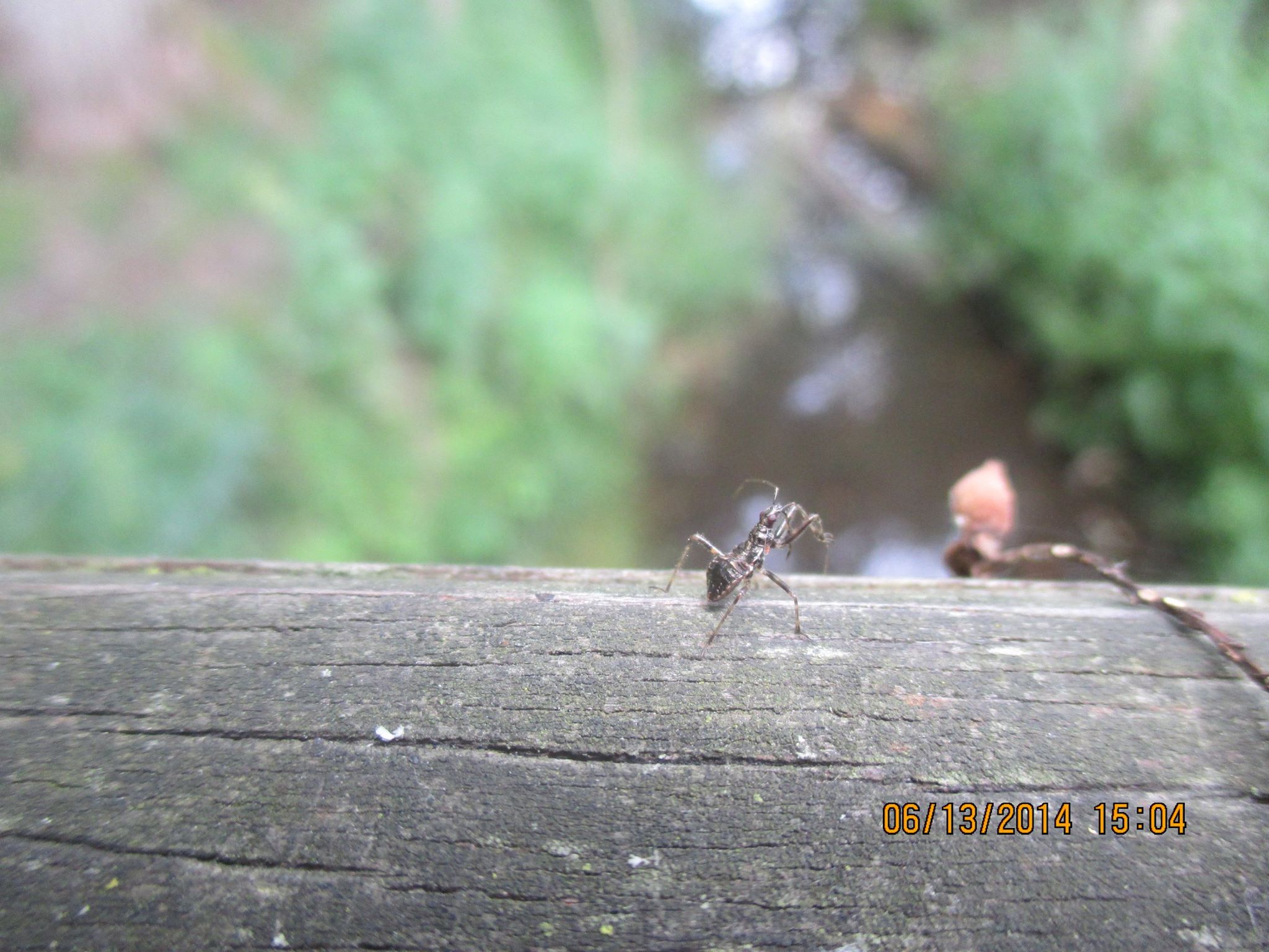 Bilder-Thread 10446301 764261996927935 850064978245376