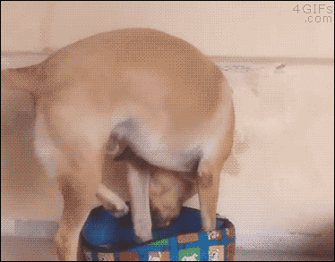 02-funny-gif-282-dog-tries-to-fit-in-tin