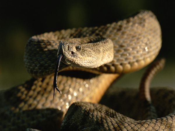 rattlesnake prarie 5853 600x450