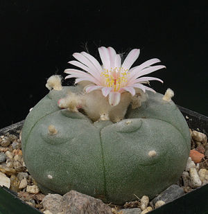 300px-Lophophora williamsii BlC3BCte