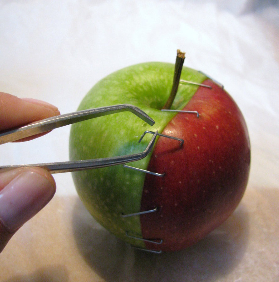 Bilder-Thread apple op by wolkentanzer