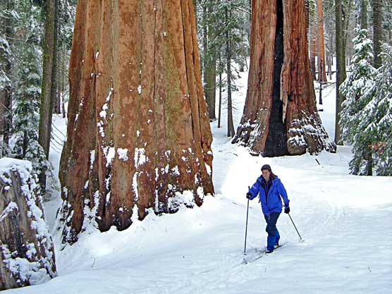 skiing-sequoias556