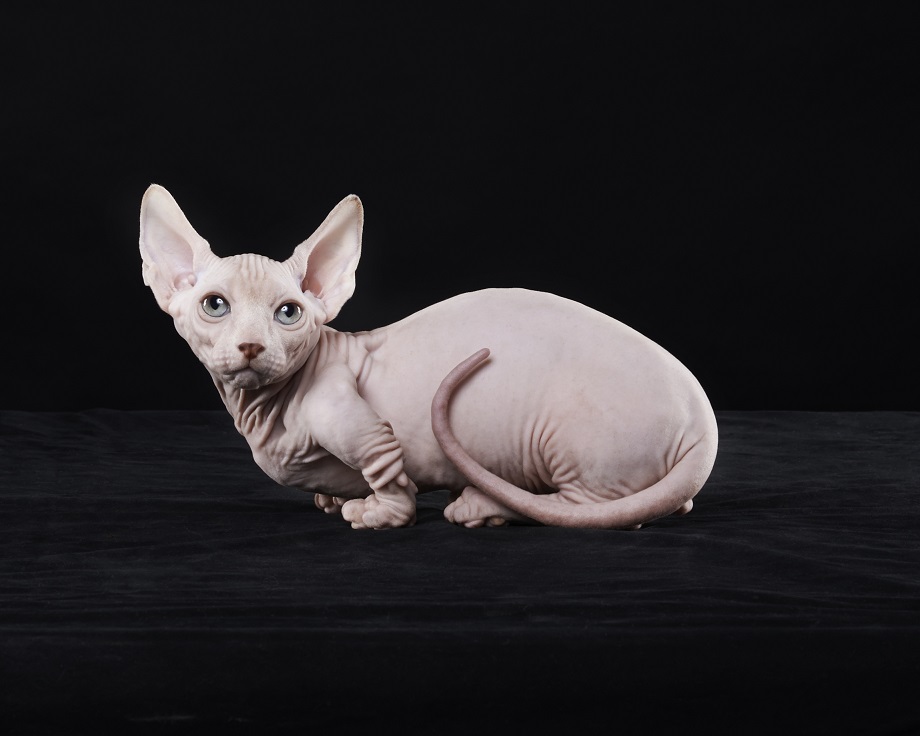 Katze-Canadian-Sphynx-iStock 00006917308