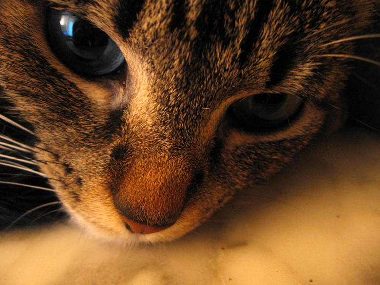 Bilder-Thread Sad Cat