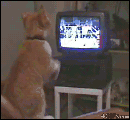Cat boxing TV