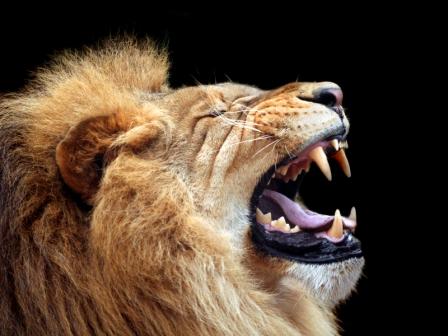 lion roar