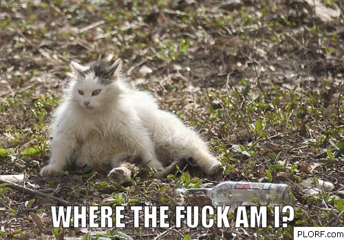 a.aaa-Very-drunk-cat