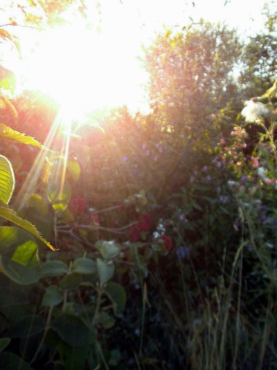 f1f37b Spaetsommer I 001