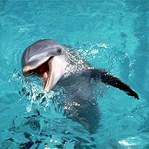 flipper