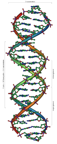 191px-DNA Overview