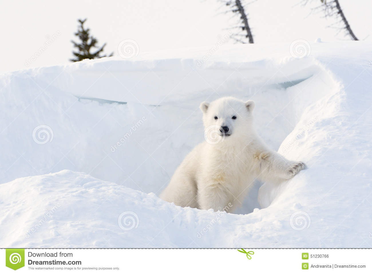polar-bear-ursus-maritimus-cub-coming-ou