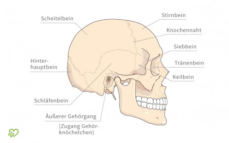 schaedel seitlich-465x290