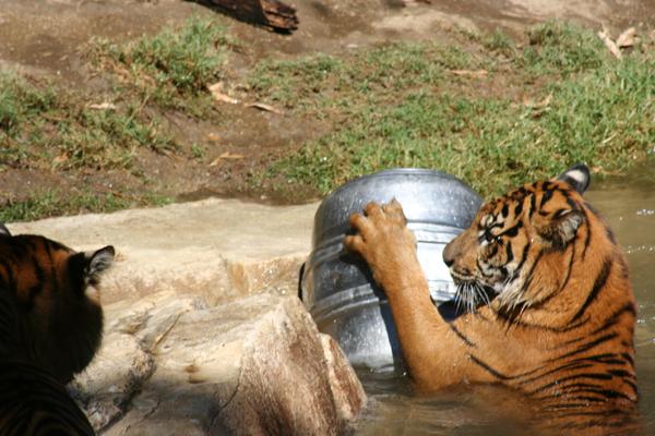 tiger and barrel in water by stencilarti