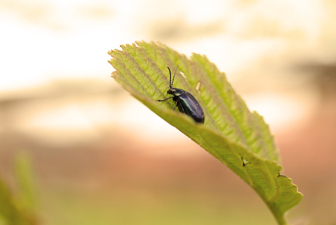 little beetle by kb fotografie-d63d01r