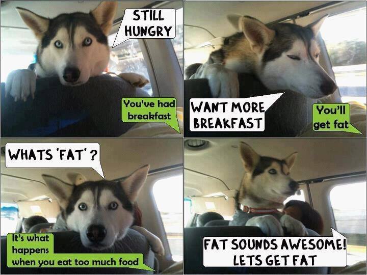 Bilder-Thread Funny-dog-in-car-Still-hungry