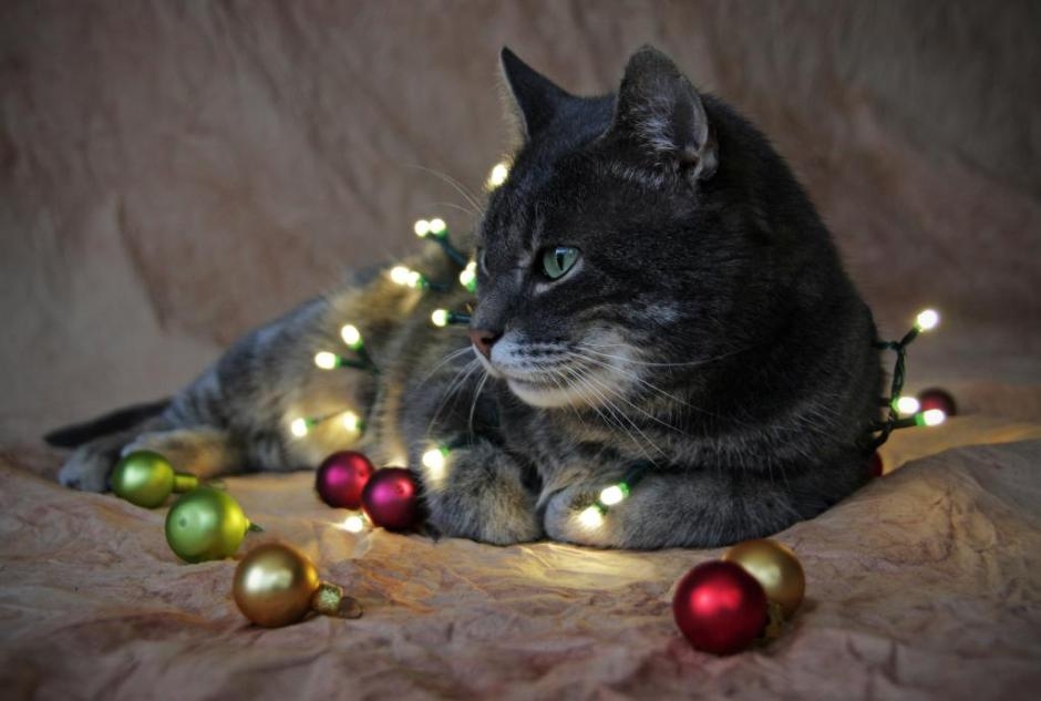 Die schönsten Tiere/Tierbilder der Welt kater-weihnachten-cool-weihnachtszauber-