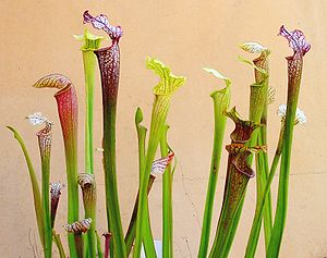 300px-Sarracenia ne1