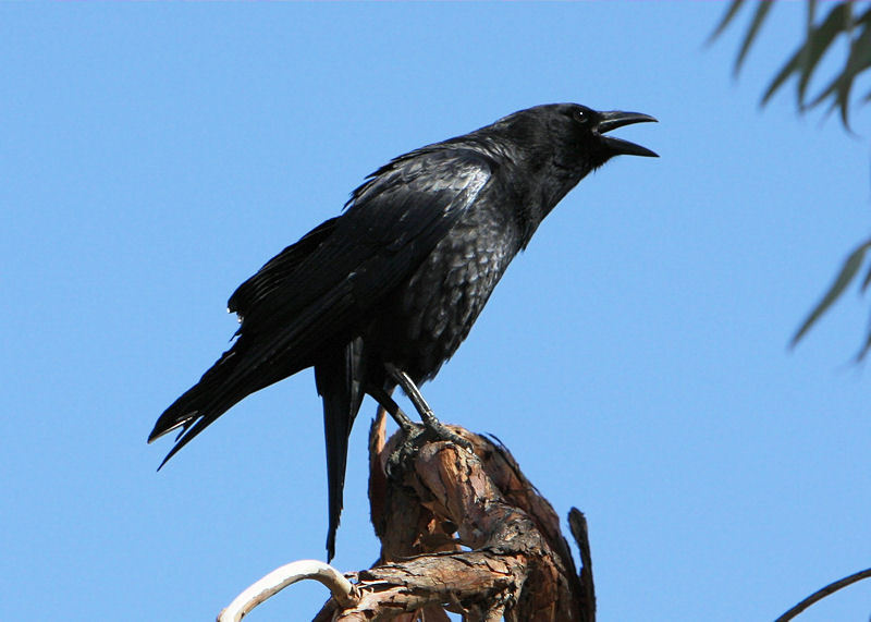 american crow 4