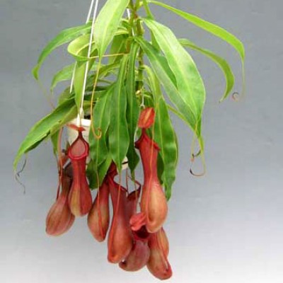 t nepenthes alata 119