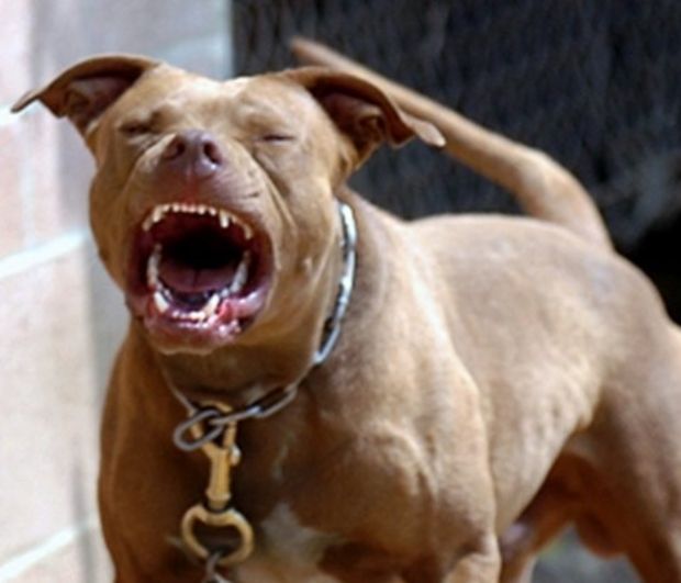 angry-pit-bull-2-teeth-92f1240bfd113053