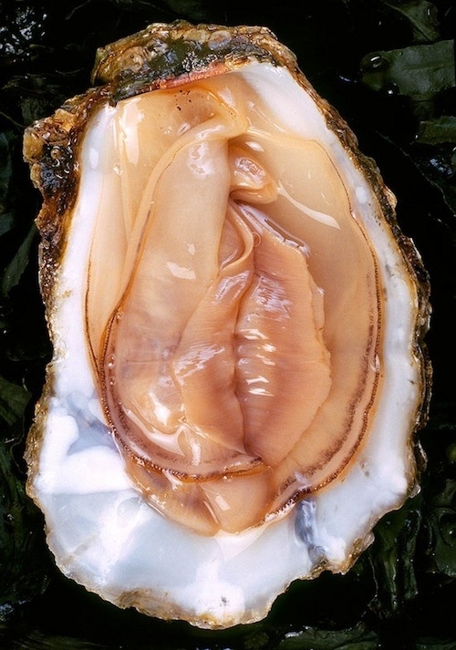 oystervagina