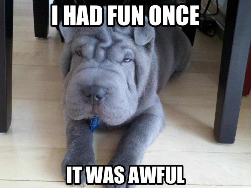 Bilder-Thread grumpy-dog