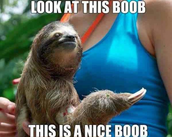 sloth look at this boob