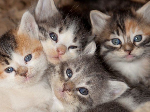 katzenbabys-kuscheln-shutterstock-Tami-F